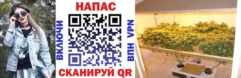 МАРИХУАНА гибрид Ершов